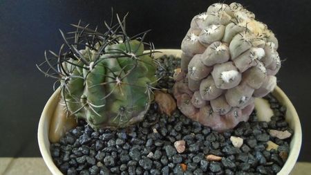 Eriosyce (Thelocephala) odieri (Neochilenia reichei) & Eriosyce taltalensis ssp. paucicostata