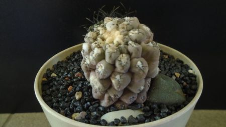 Eriosyce (Thelocephala) odieri (Neochilenia reichei)