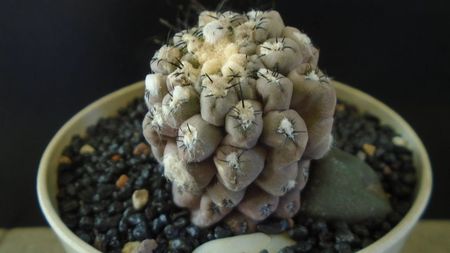 Eriosyce (Thelocephala) odieri (Neochilenia reichei)