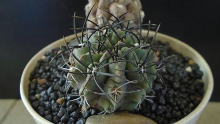 Eriosyce taltalensis ssp. paucicostata
