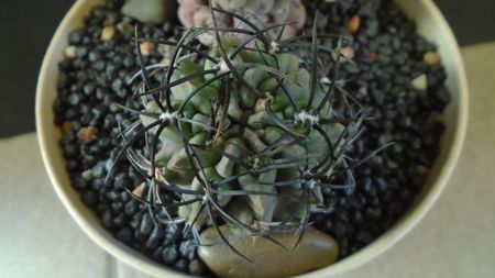 Eriosyce taltalensis ssp. paucicostata