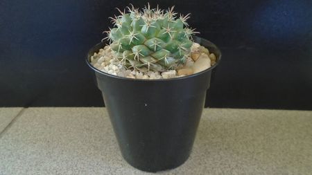 Mammillaria uncinata, SB 316 La Blanca, Zacatecas, Mx