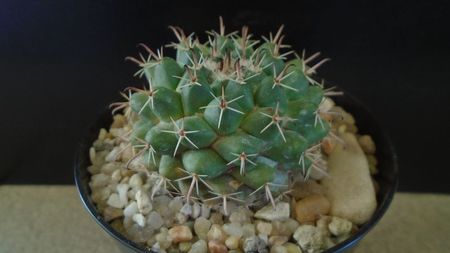 Mammillaria uncinata, SB 316 La Blanca, Zacatecas, Mx