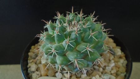 Mammillaria uncinata, SB 316 La Blanca, Zacatecas, Mx