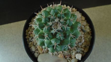 Mammillaria uncinata, SB 316 La Blanca, Zacatecas, Mx