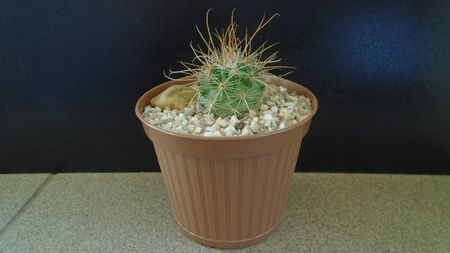 Parodia aureicentra v. rauschii (Brazilia, Argentina)