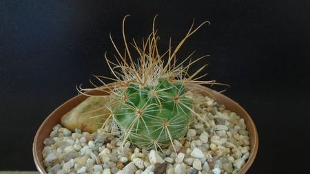 Parodia aureicentra v. rauschii (Brazilia, Argentina)