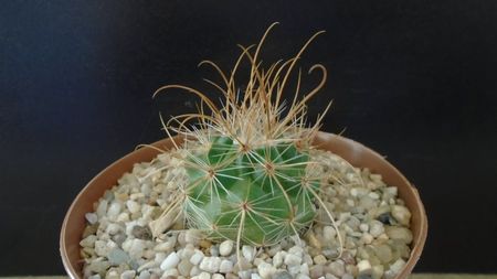 Parodia aureicentra v. rauschii (Brazilia, Argentina)