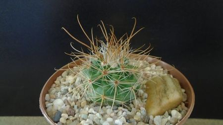 Parodia aureicentra v. rauschii (Brazilia, Argentina)