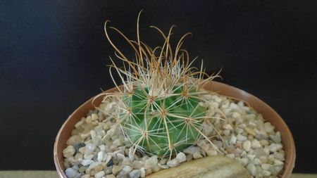 Parodia aureicentra v. rauschii (Brazilia, Argentina)