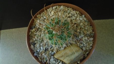 Parodia aureicentra v. rauschii (Brazilia, Argentina)