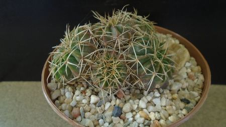 Parodia (Notocactus) sellowii (Brazilia, Argentina)
