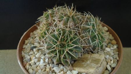 Parodia (Notocactus) sellowii (Brazilia, Argentina)