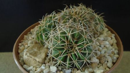 Parodia (Notocactus) sellowii (Brazilia, Argentina)