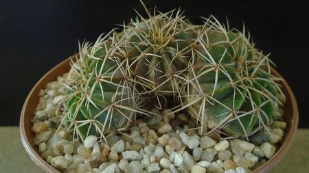 Parodia (Notocactus) sellowii (Brazilia, Argentina)