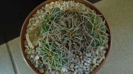 Parodia (Notocactus) sellowii (Brazilia, Argentina)