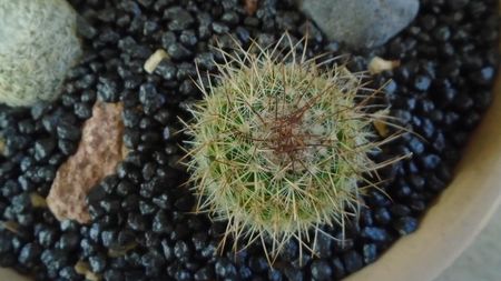 Mammillaria varieaculeata, ML195 El Campanario, Calipan, Puebla, Mx