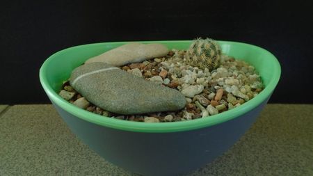 Mammillaria saboae ssp. goldii
