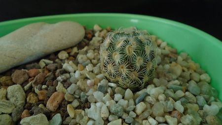 Mammillaria saboae ssp. goldii