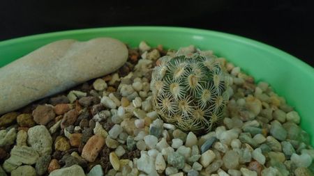 Mammillaria saboae ssp. goldii
