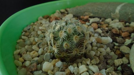 Mammillaria saboae ssp. goldii