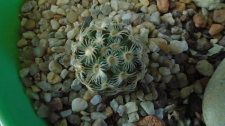 Mammillaria saboae ssp. goldii