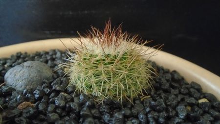 Mammillaria varieaculeata, ML195 El Campanario, Calipan, Puebla, Mx