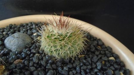 Mammillaria varieaculeata, ML195 El Campanario, Calipan, Puebla, Mx