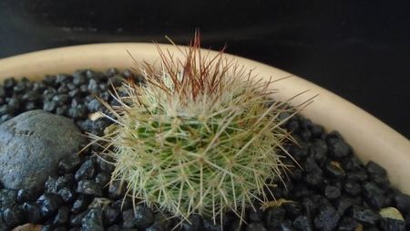 Mammillaria varieaculeata, ML195 El Campanario, Calipan, Puebla, Mx