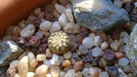 Strombocactus pulcherrimus, RS 547 Xichu, Guanajuato, Mx. (S. disciformis ssp. esperanzae)