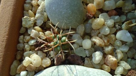 Coryphantha kracikii