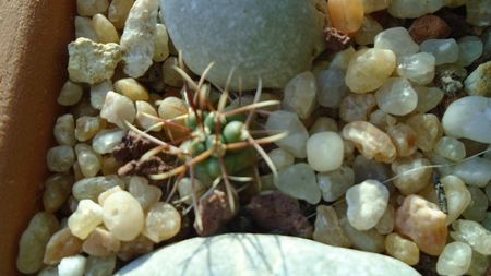 Coryphantha kracikii