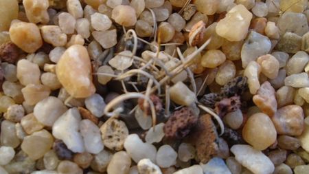 Turbinicarpus schmiedickeanus ssp. bonatzii