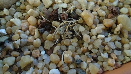 Turbinicarpus schmiedickeanus ssp. bonatzii