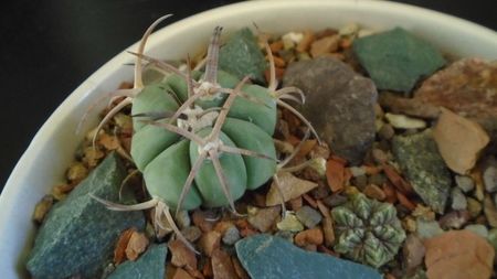 Echinocactus horizonthalonius, West of Texas, USA