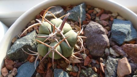 Echinocactus horizonthalonius, West of Texas, USA