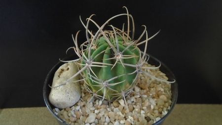 Lobivia (Echinopsis) ferox