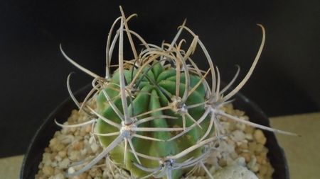 Lobivia (Echinopsis) ferox