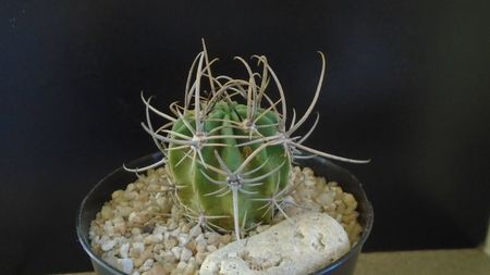 Lobivia (Echinopsis) ferox
