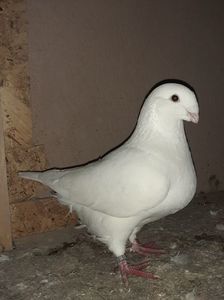 Cadou