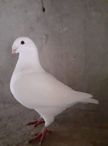 received_585434582512173