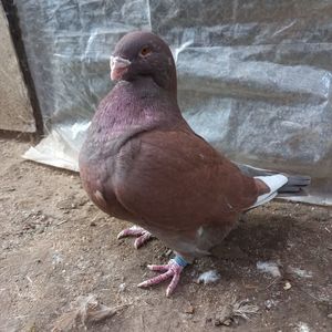 Femelă 2018 vândută