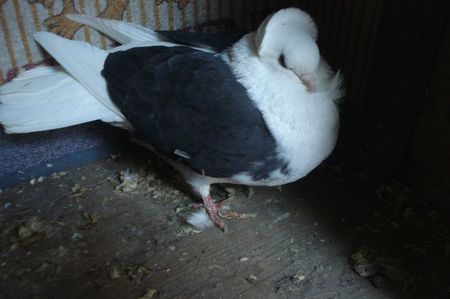 334-21 sb eug bm; de la D sb
