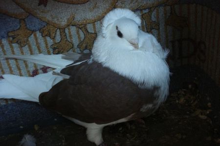 095-20 m mb dej; pui p 16
