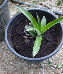 Ananas 02.10.2021; Fructul cumparat din Auchan.rupt codita de sus si pus in ghiveci cu turba.
