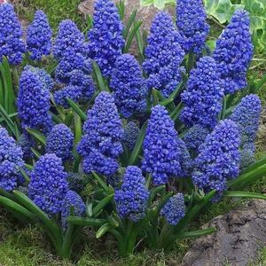 Muscari blue spike-da