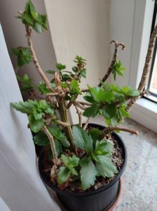 Kalanchoe; Așa arată acum!
