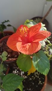 Hibiscus rosa sinensis- trandafirul chinezesc (japonez); Doar ce i-am plantat de doua zile. Trei lastari primiti de la mama in primavara. de atunci au stat intr-un borcan cu apa. Pentru ca au rezistat asa am zis sa incerc sa-i plantez in ghivece. Sa vedem d
