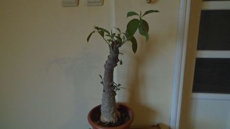 Adansonia digitata (Baobab), Africa tropicala si de sud, Madagascar