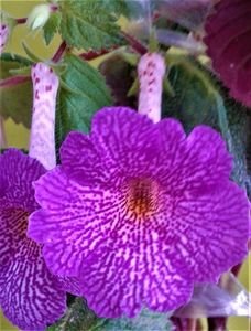 20211125_083311-1; acum infloreste un altul,primele floricele
